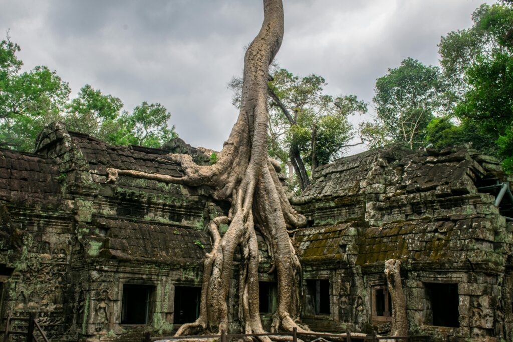 A stunning view of ancient tree roots growing over Ta Prohm temple ruins in Cambodia.
